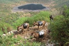 borana-032