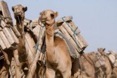 danakil-016