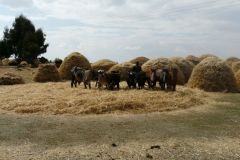 ethiopia-road-north-027
