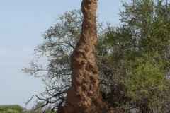 ethiopia-road-south-038