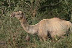 ethiopia-road-south-045