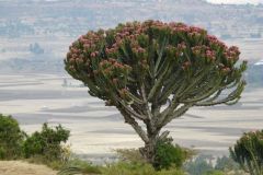 flora-003