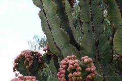flora-004
