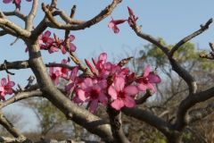 flora-006