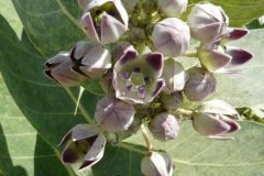 flora-008