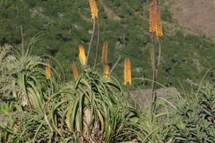 flora-009