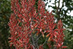 flora-010