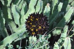 flora-011
