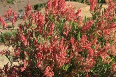 flora-012