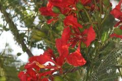 flora-013