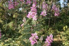 flora-014