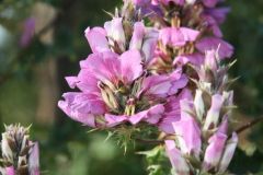 flora-015