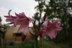 flora-017