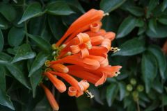 flora-018