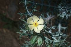 flora-019