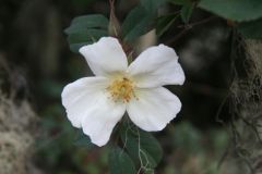 flora-020
