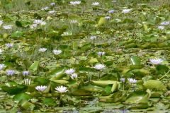 flora-021