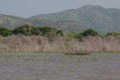 nech-sar-np-011