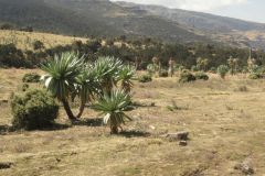 simien-mountains-007
