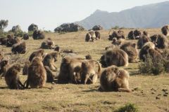simien-mountains-015