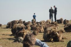 simien-mountains-016