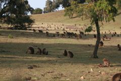 Simien Mountains - Gelada baboons