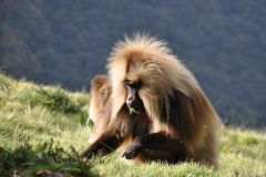 simien-mountains-020