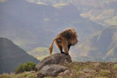 simien-mountains-022