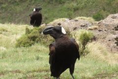 simien-mountains-026
