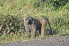 wildlife-000