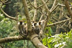 wildlife-001