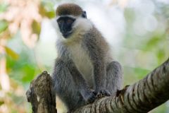 wildlife-002
