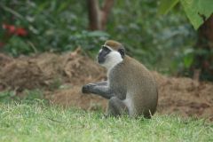 wildlife-003