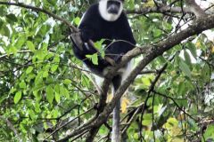wildlife-004
