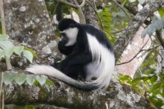 wildlife-005