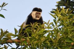 wildlife-006