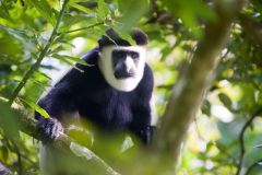 wildlife-007