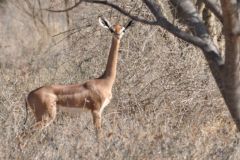 wildlife-008