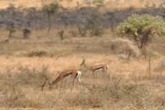 wildlife-009