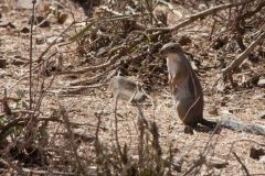 wildlife-011