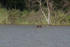 wildlife-013