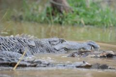 wildlife-016