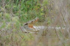 wildlife-017