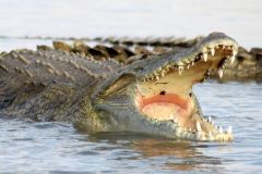 wildlife-019