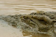 wildlife-020