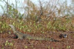 wildlife-021
