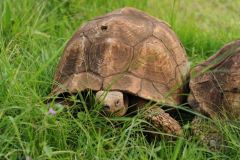 wildlife-022