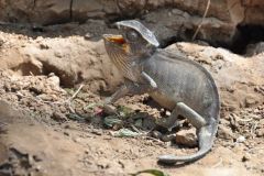 wildlife-023