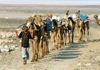 Camel caravan in Danakil Depression