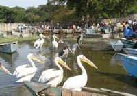 Fish market at Lake Hawassa one of the Rift Valley Lakes